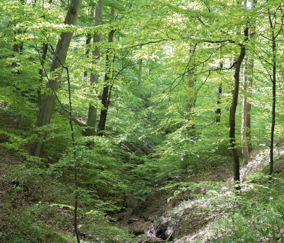 Primeval Forest Project_HighRes-17, © ©Wohlleben_Waldakademie