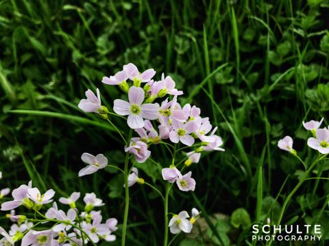 Wunderschöne zarte blühende Pflanzen mit hellen, lila Blüten. Im Hintergrund ist frisches, grünes Gras zu sehen.