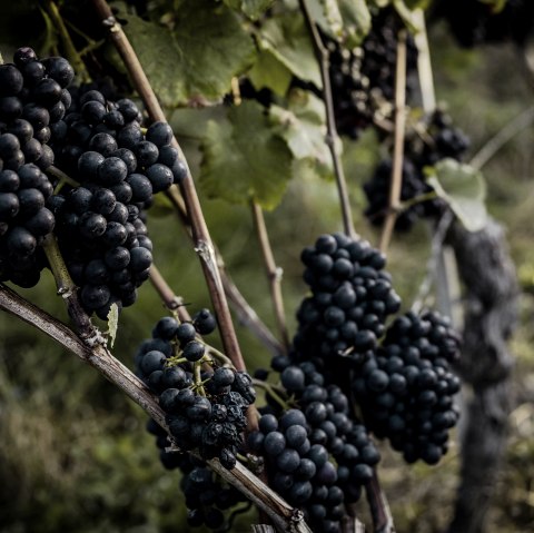 Ahrwein Weinlese, &copy; 2021-Ahrwein-Weinlese-Weingut-Max-Schell-@Max-Harrus-6567-2