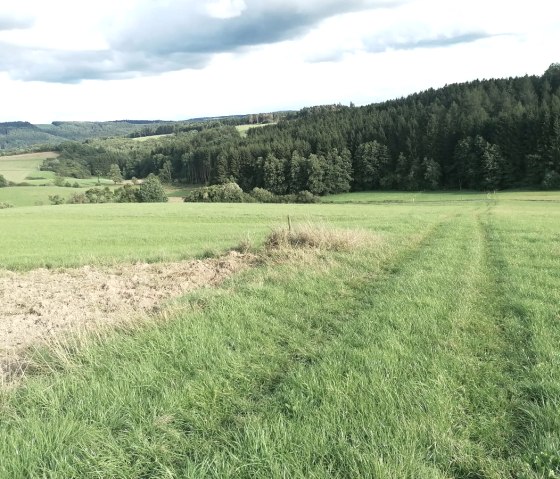 Wiesenpfad K&ouml;hlerweg, &copy; Tourist-Information Hocheifel-N&uuml;rburgring