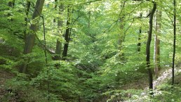 Buchenwald_UrwaldProjekt, © Tourist-Information Hocheifel-Nürburgring, Wohllebens Waldakademie