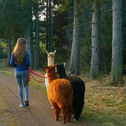 Eine Person führt drei Alpakas auf einem Waldweg. Die Umgebung ist grün und die Sonne scheint durch die Bäume.