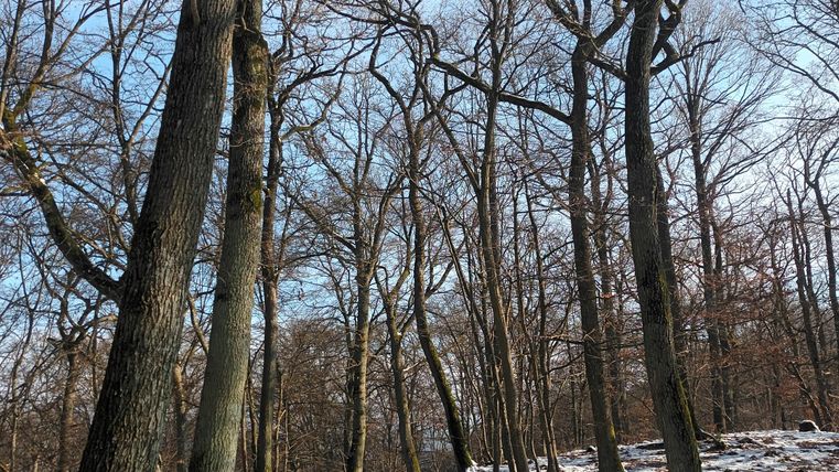 Een smal pad leidt door een winterbos. De bomen zijn kaal en de grond is bedekt met sneeuw.