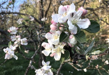 Streuobstbl&uuml;te, &copy; Streuobst EifelAhr e.V.