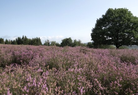Wacholderheide, © Wacholderheide_Langscheid © Svenja Schulze-Entrup