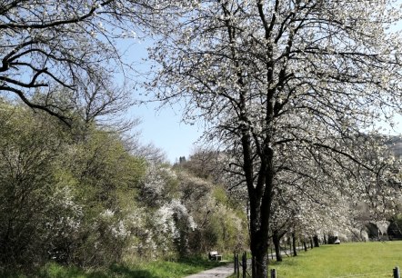 A cycle path leads through a green landscape with blossoming trees and a clear blue sky., &copy; TI Hocheifel-N&uuml;rburgring&copy;D.Schmitz