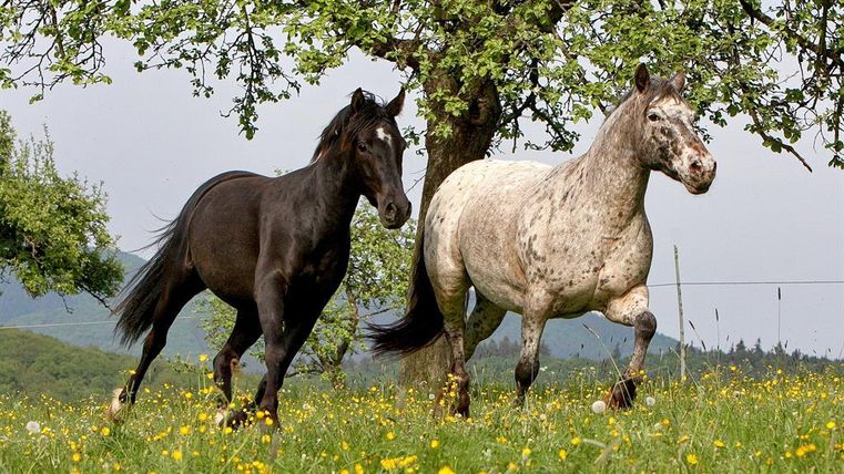 Two horses are running across a green meadow with yellow flowers. In the background, there is a tree under a clear sky.