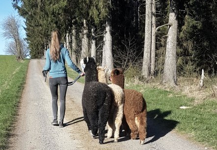 Wanderung in der Hocheifel mit Alpakas , &copy; Mara Terzan 