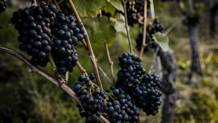 Dunkle Trauben hängen saftig an einem Weinstock. Die Umgebung ist grün und naturnah.