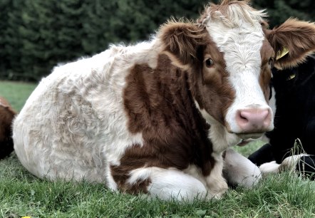 Kalb, © TI Adenau ©Sebastian_Schulte