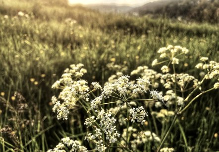 Natur, &copy; Sebastian Schulte