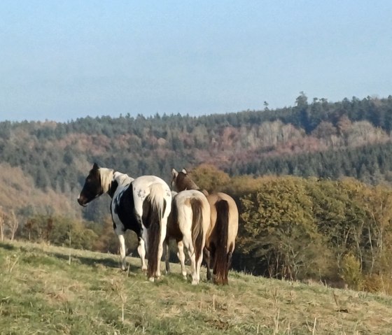 Senscheider Paint Horse Ranch - unsere Pferdezucht, &copy; Martina Gebert