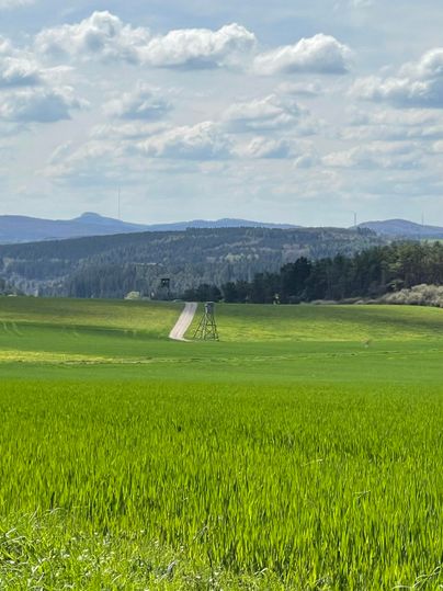 Une prairie verte avec un chemin étroit qui serpente à travers le paysage. À l'arrière-plan, on peut voir de douces collines et un ciel nuageux.