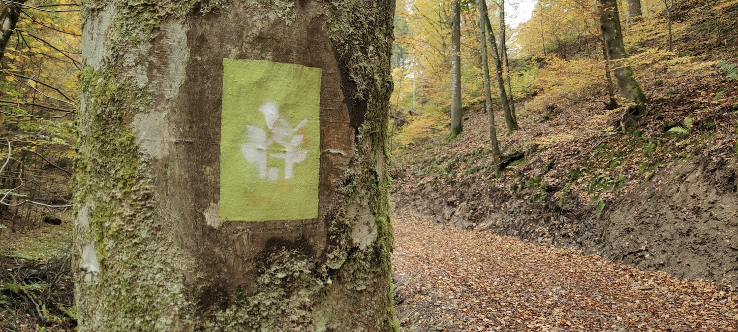 Spray marking on the tree for the WaldretterTrail in Wershofen, © WohllebensWaldakademie