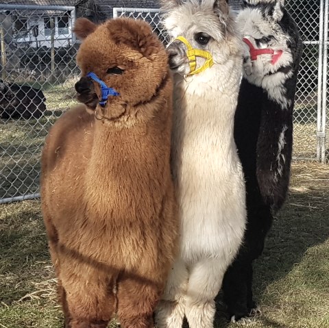 Nos noms sont, &copy; M. Terzan