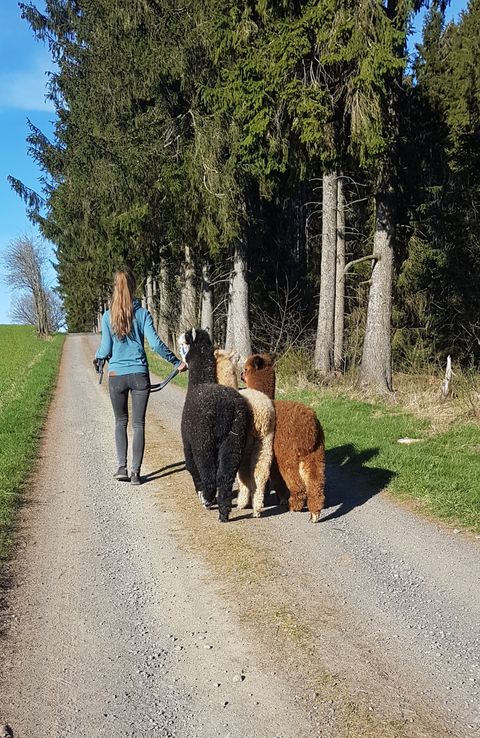 Zwei Alpakas werden auf einem geschotterten Weg an einer Leine geführt. Der Weg verläuft entlang einer Reihe hoher Bäume an einem sonnigen Tag.