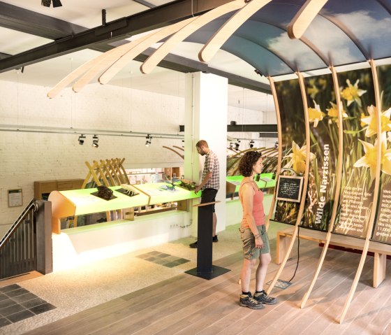 Wilde Narzissen-Ausstellung im Nationalparktor H&ouml;fen am Eifelsteig, &copy; Eifel Tourismus/D. Ketz