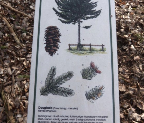Douglas fir information sign©TI Adenau jpg, © TI Hocheifel-Nürburgring