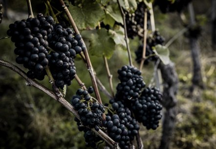 Ahrwein Weinlese, &copy; 2021-Ahrwein-Weinlese-Weingut-Max-Schell-@Max-Harrus-6567-2