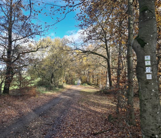 Eine herbstliche Allee mit buntem Laub auf dem Boden. Die Bäume sind teils kahl, teils mit buntem Laub. Der Himmel ist blau und klar., © TI Hocheifel-Nürburgring©VG Adenau