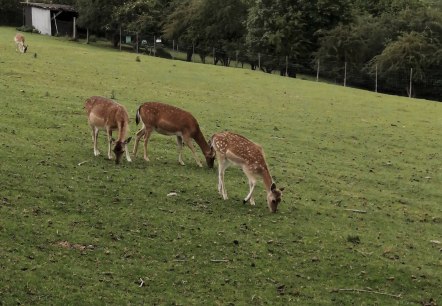 Wildgehege bei Winnerath1, © Tourist-Information Hocheifel-Nürburgring, DannySchmitz