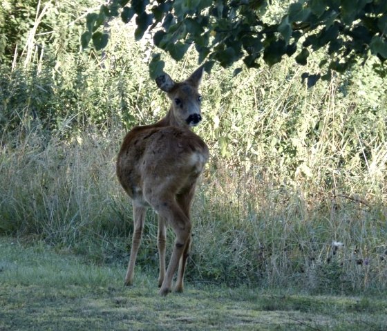7C9CC59E-73C1-421C-B3BF-186D5E94F037_1_105_c, &copy; Sch&auml;fer|Ferienwohnung EIFELWILD|Adenau