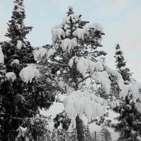 Winterstimmung, &copy; Rita Kaiser