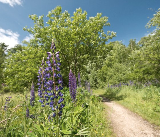 Sentier de l'AhrSteig au lac de Freilingen, © Ahrtaltourismus e.V.