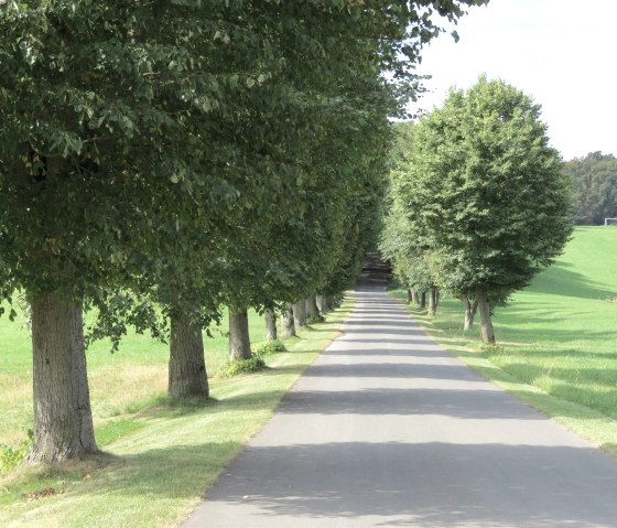 Allee in Aremberg, &copy; Verbandsgemeinde Adenau