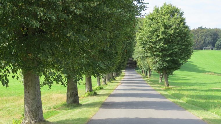 Ein ruhiger Weg, gesäumt von Bäumen, führt durch eine grüne Landschaft. Der Himmel ist teilweise bewölkt.