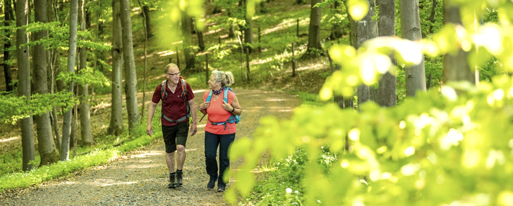 Zwei Wanderer gehen auf einem sonnigen Waldweg in der Hocheifel. Umgeben von gr&uuml;nen B&auml;umen und hellem Laub genie&szlig;en sie die Natur., &copy; Eifel Tourismus ET , Dominik Ketz
