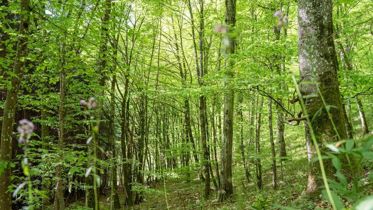 Ein grüner Wald mit vielen Bäumen und frischem Laub. Die Lichtverhältnisse schaffen eine ruhige und einladende Atmosphäre.