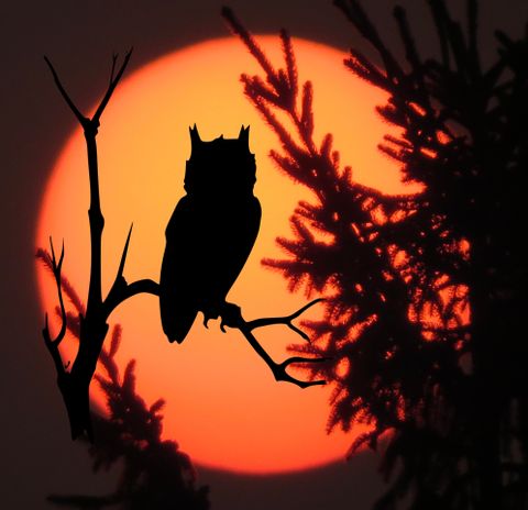 Een uil zit op een tak voor een grote, felrode zonsondergang. Silhouetten van bomen omlijsten de scène.