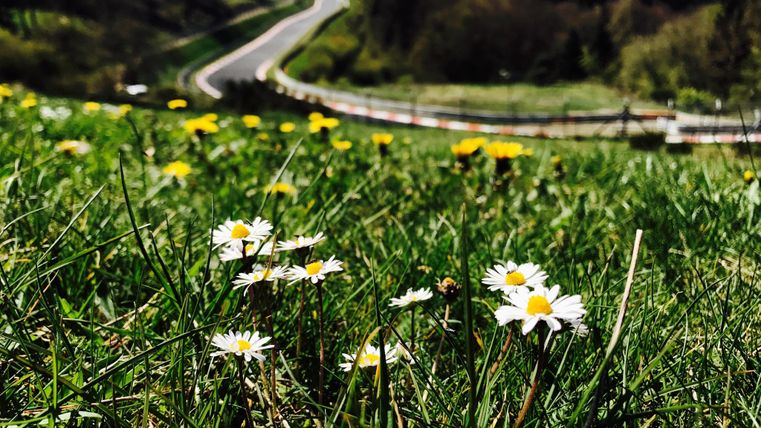 Nahaufnahme von Gänseblümchen auf einer Wiese mit der Nürburgring-Nordschleife im Hintergrund.