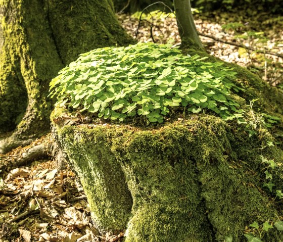Wald Hocheifel-Nürburgring, © Eifeltourismus,D.Ketz