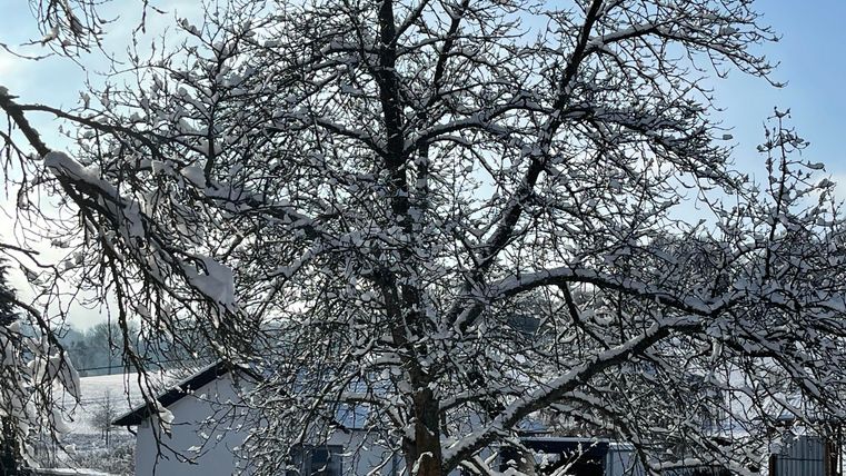 Un jardin enneigé avec un arbre dénudé devant une maison. Le ciel est clair et bleu, tandis que la neige couvre le paysage.