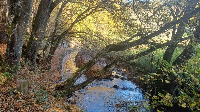 Sous Senscheid se trouve la idyllique vallée du ruisseau de Trierscheid. Elle invite à de longues randonnées.