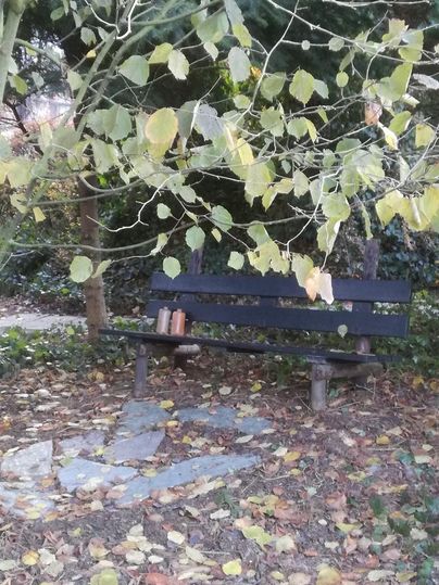 A black bench is under a tree with yellow leaves. Next to the bench are two bottles on the ground.