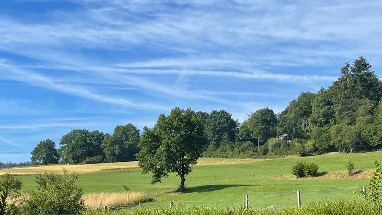 Un paysage paisible avec des prairies vertes et un arbre isolé. Le ciel est bleu et traversé par quelques nuages.