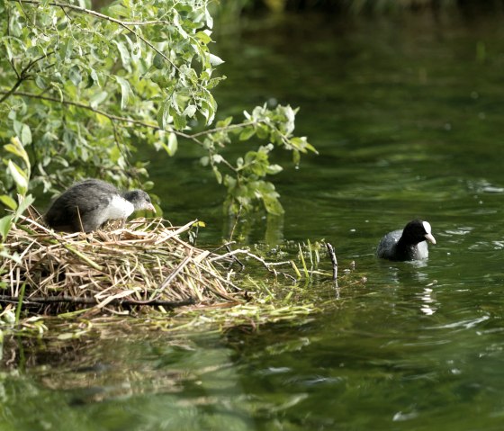 AhrSteig Aire de nidification au lac de Freilingen, © Ahrtaltourismus e.V.