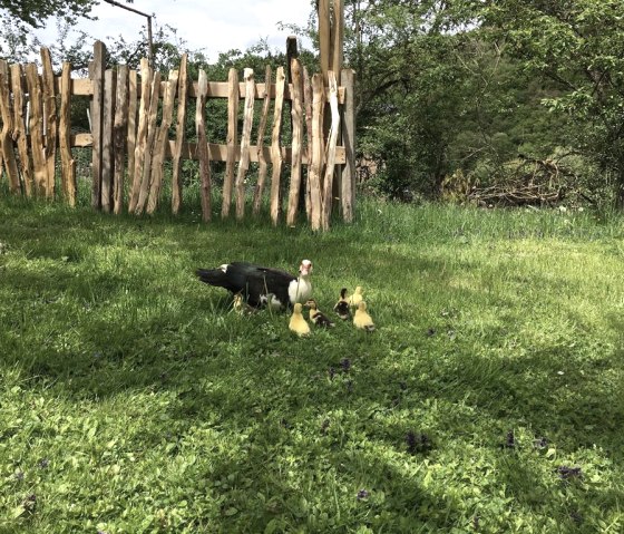 Hof Impression, &copy; K.Graichen