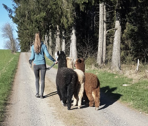 Alpacas on tour, © M.Terzan